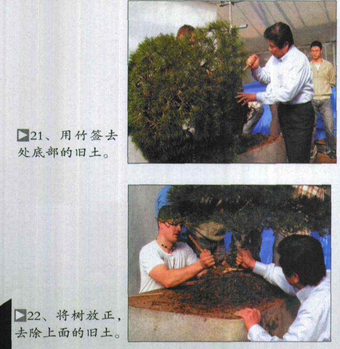 图解 木村正彦对黑松盆景的制作过程