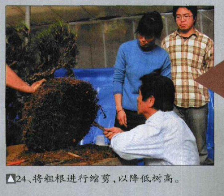 图解 木村正彦对黑松盆景的制作过程