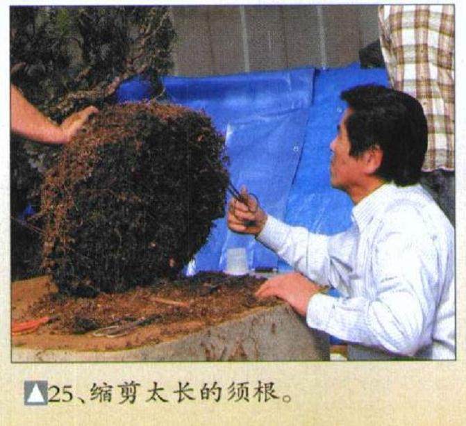 图解 木村正彦对黑松盆景的制作过程