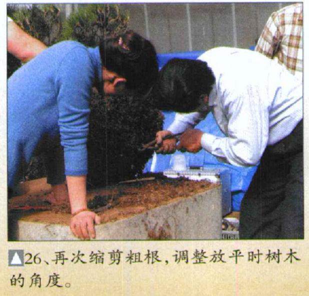 图解 木村正彦对黑松盆景的制作过程