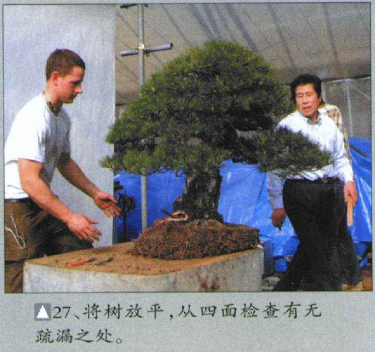 图解 木村正彦对黑松盆景的制作过程