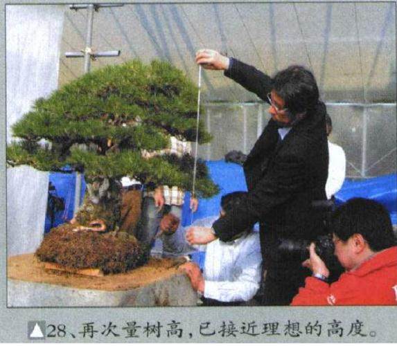 图解 木村正彦对黑松盆景的制作过程