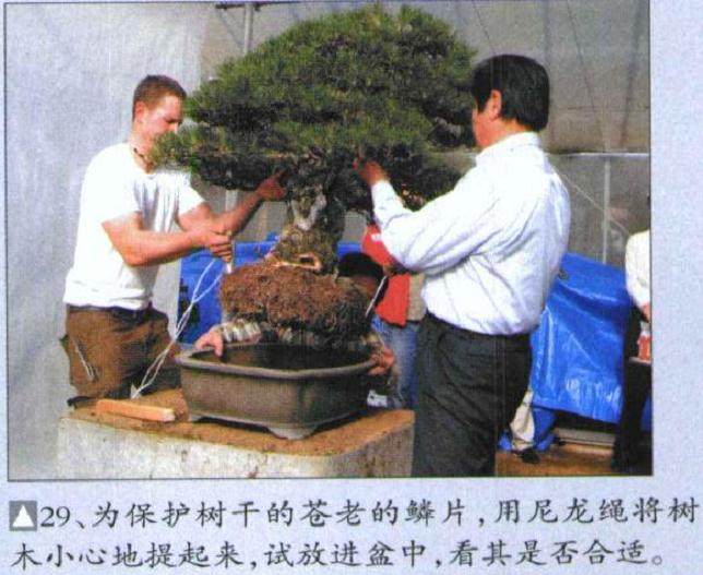 图解 木村正彦对黑松盆景的制作过程