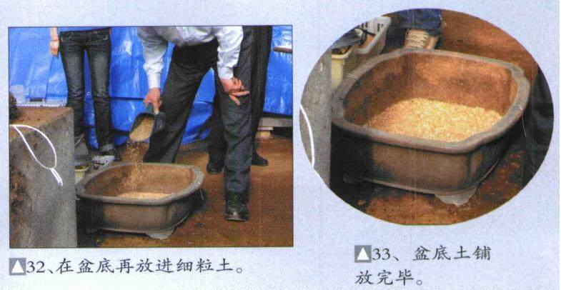 图解 木村正彦对黑松盆景的制作过程