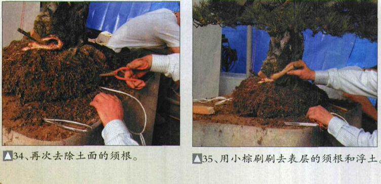 图解 木村正彦对黑松盆景的制作过程