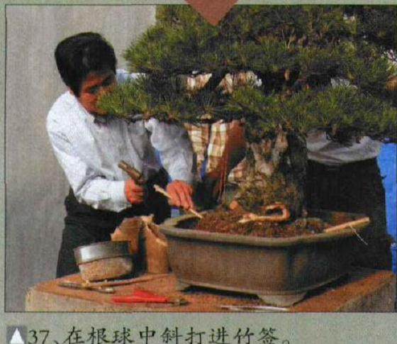 图解 木村正彦对黑松盆景的制作过程
