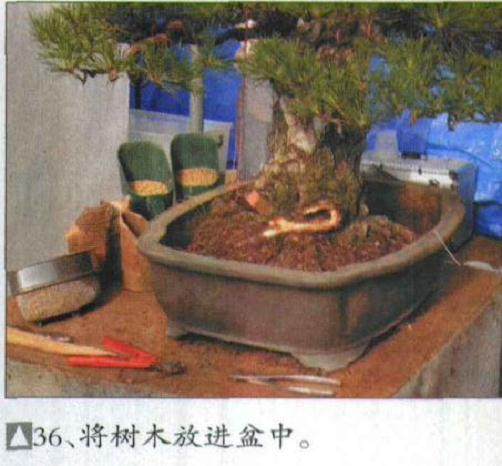 图解 木村正彦对黑松盆景的制作过程