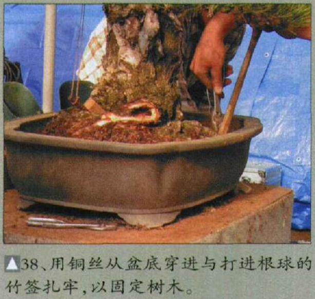 图解 木村正彦对黑松盆景的制作过程