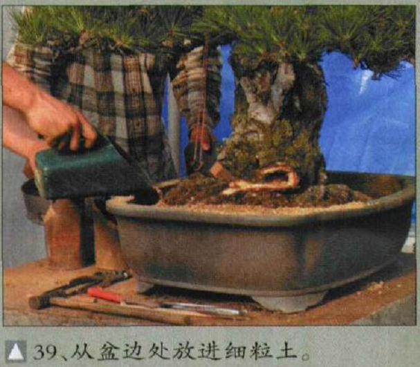 图解 木村正彦对黑松盆景的制作过程