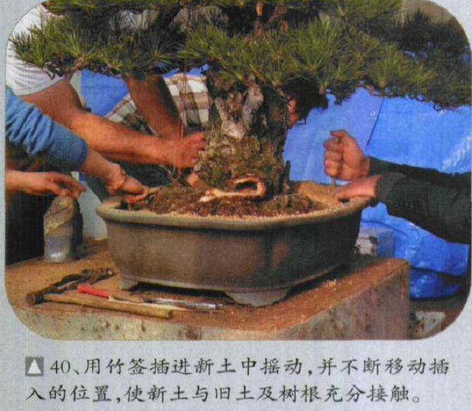 图解 木村正彦对黑松盆景的制作过程