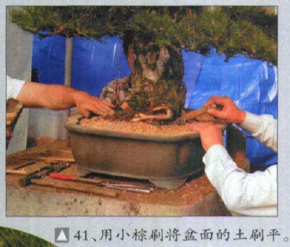 图解 木村正彦对黑松盆景的制作过程