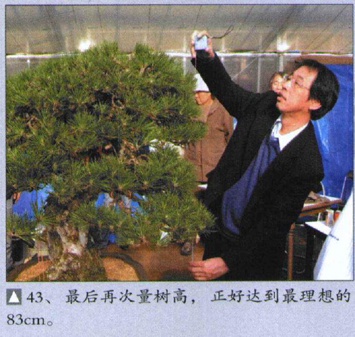 图解 木村正彦对黑松盆景的制作过程