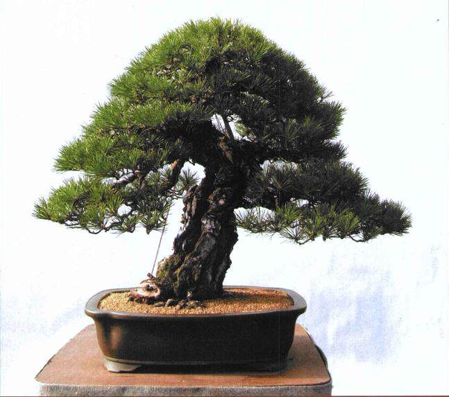 图解 木村正彦对黑松盆景的制作过程