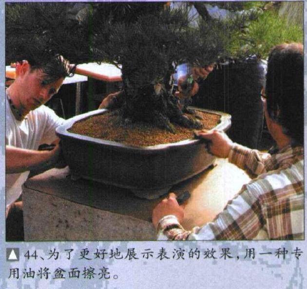 图解 木村正彦对黑松盆景的制作过程