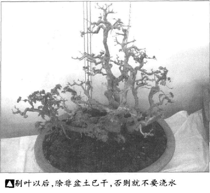 盆景浇水的最好时间是什么时候 图片