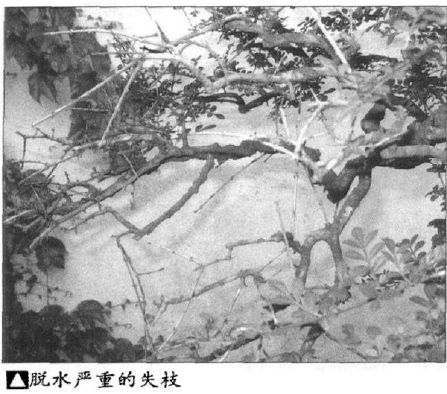 盆景浇水的最好时间是什么时候?