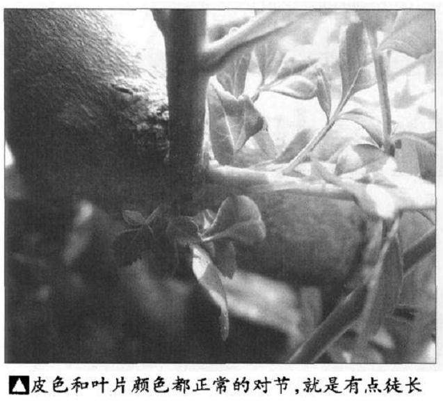 给盆景施肥的最好季节