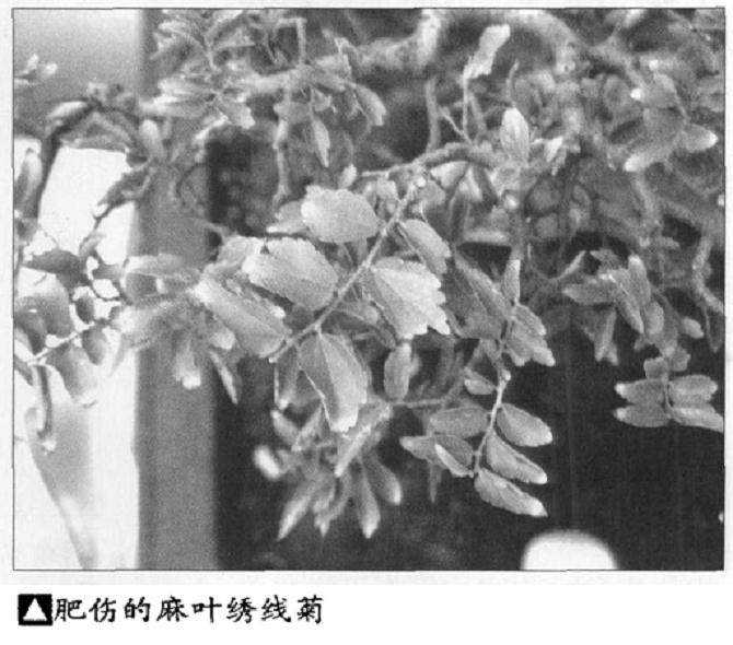 给盆景施肥的最好季节是什么时候