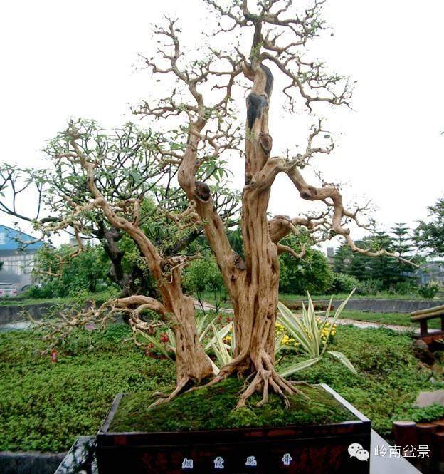 刘先银：中国盆景溯源