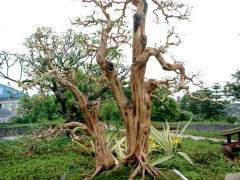 刘先银中国盆景溯源