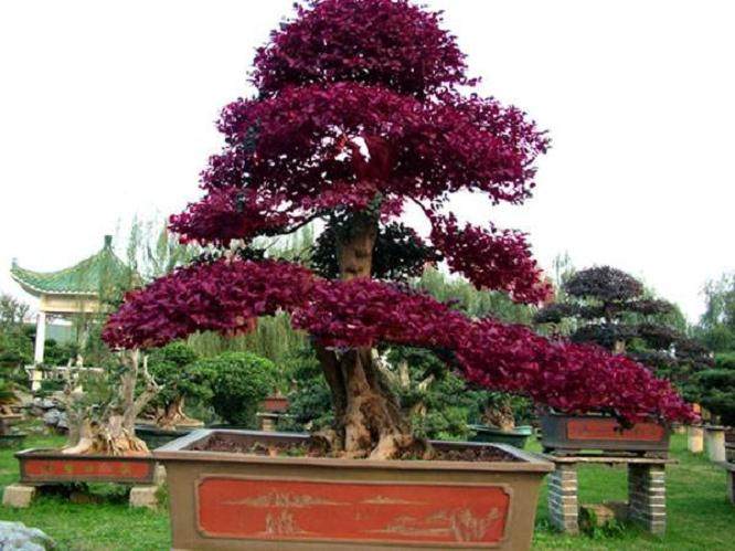 红花檵木盆景的养护方法