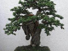 波托马克盆景协会的目标是什么？