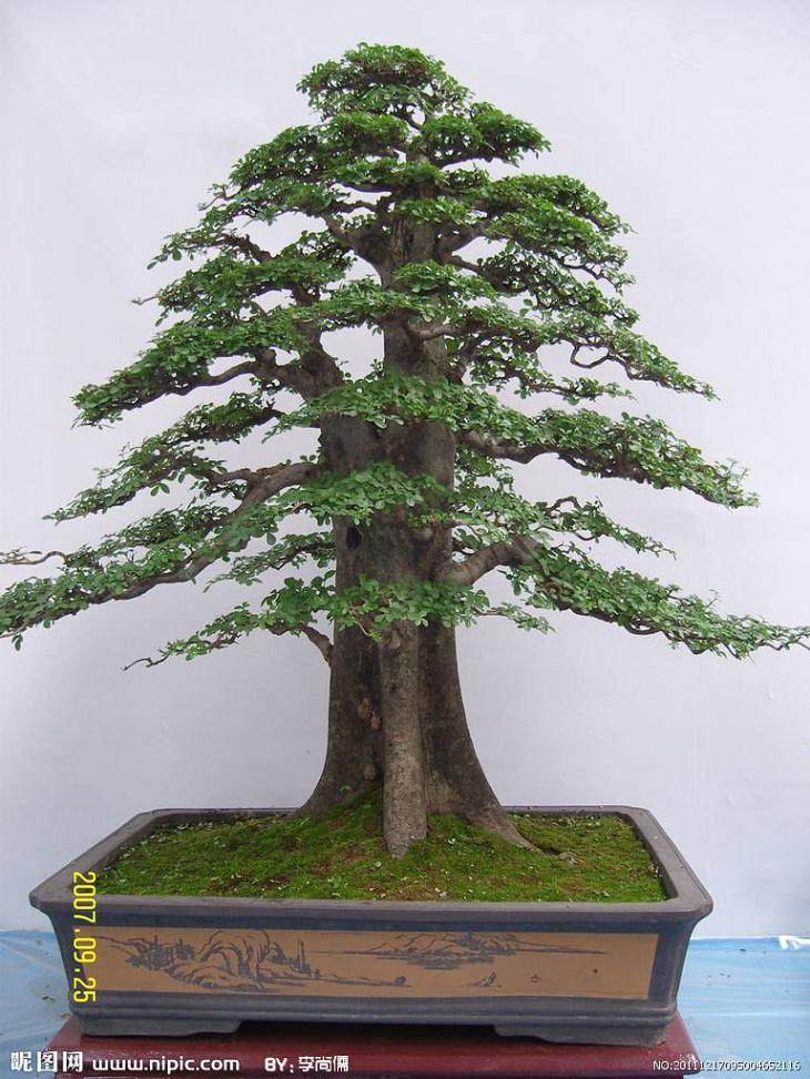 纽约萨拉托加斯普林斯举办盆景学习研讨会