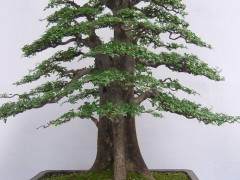 纽约萨拉托加斯普林斯举办盆景学习研讨会