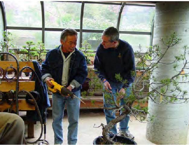 美国国家植物园的春季盆景节进行得非常顺利