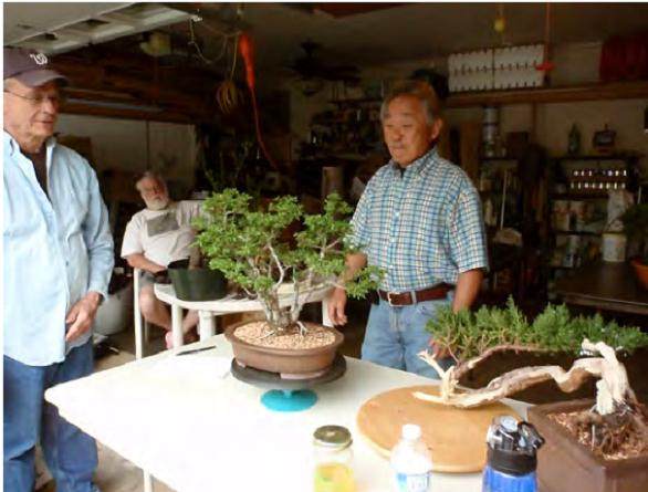 美国国家植物园的春季盆景节进行得非常顺利