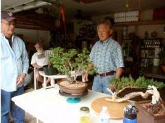 美国国家植物园的春季盆景节进行得非常顺利