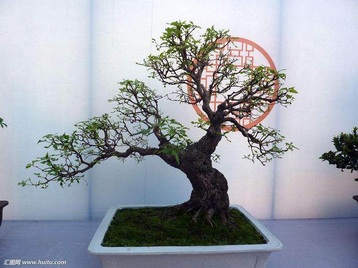 为了保证第七届中国盆景展览会各项工作的顺利开展