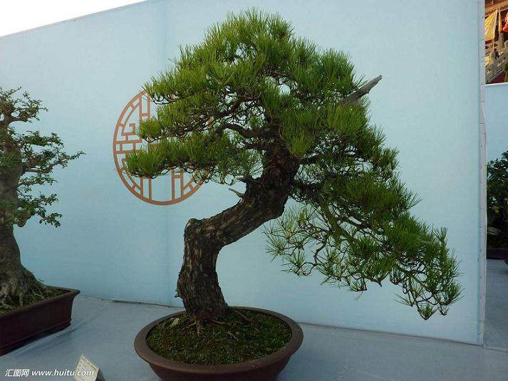 盆景作品要行新思路 创作要有新意 不能干篇一律