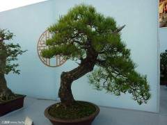 盆景作品要行新思路 创作要有新意 不能干篇一律