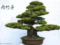 中国是盆景的发源地 上世纪80年代开始