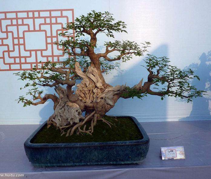 盆景市场的培育取决于两个方面