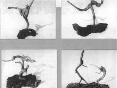 生于1936年的张虎自幼酷爱盆景艺术