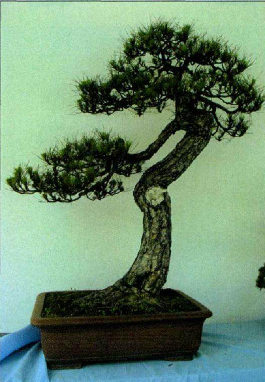 香港趣怡园吴成发先生送展的盆景共计200余盆