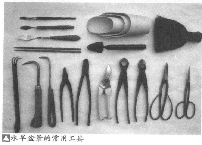图解 怎么制作水旱盆景的5个基本方法