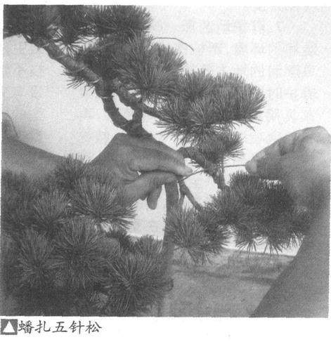 制作水旱盆景的基本方法