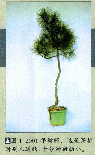 图解 山松小品盆景怎么制作的5个过程