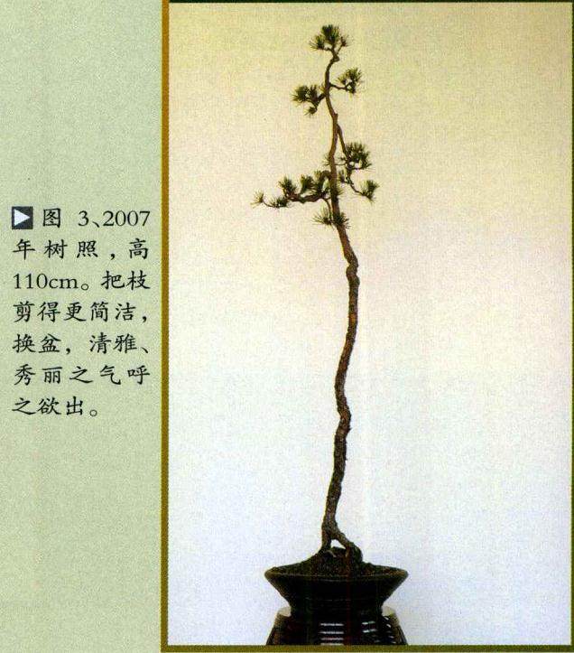 图解 山松小品盆景怎么制作的5个过程