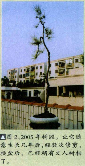 图解 山松小品盆景怎么制作的5个过程