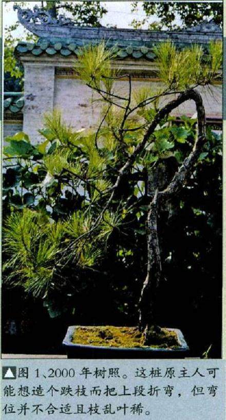 图解 山松小品盆景怎么制作的5个过程