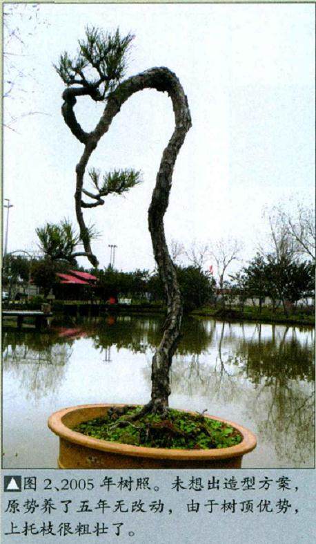 图解 山松小品盆景怎么制作的5个过程