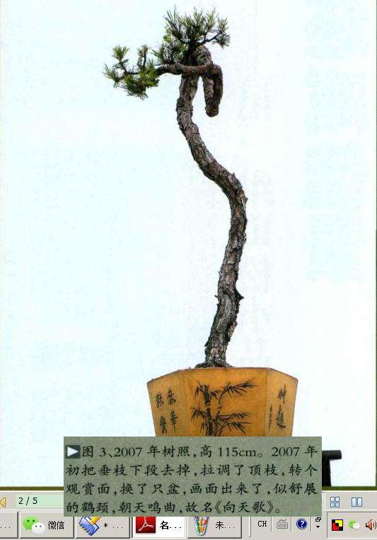 图解 山松小品盆景怎么制作的5个过程