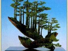 如何从自然资源中汲取盆景创作的语言？