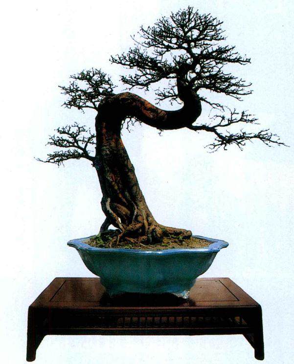 《变乱云霞》是贺先生这些年松柏盆景创作的代表