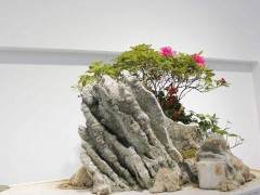 扬州武静园园主陈革等人考察了湖北盆景