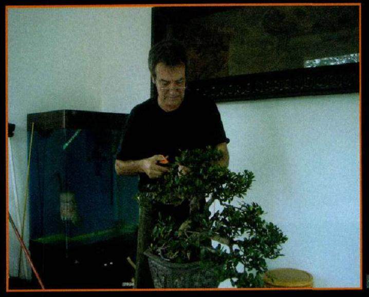 中巴携手联合制作小叶蚊母盆景